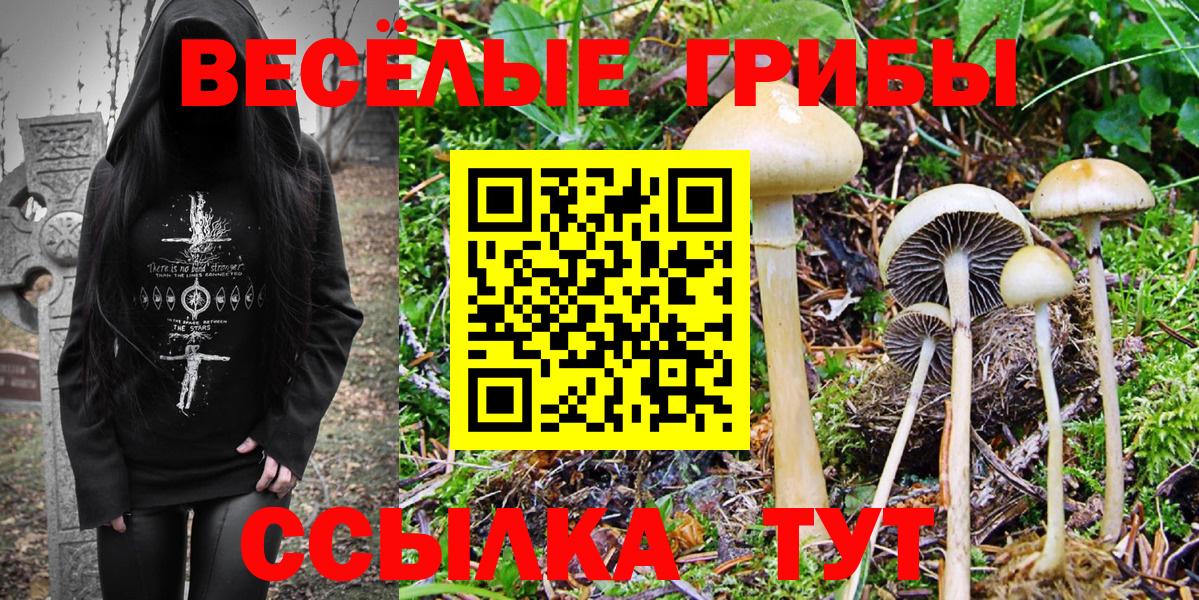 Пушкино  Псилоцибиновые грибы Psilocybe  Вход с VPN  Псилоцибиновые грибы GOLDEN TEACHER 